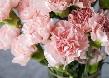 Những loài hoa mang ý nghĩa đặc biệt mà bạn có thể tặng cho phái nữ vào dịp sinh nhật.