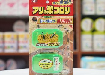 [Đánh giá] Top 5 thuốc diệt kiến nên mua