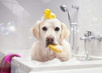 [Đánh giá] Top 6 Sữa tắm cho chó được ưa chuộng nhất hiện nay